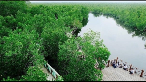 Restorasi Kawasan Mangrove Aceh Timur, Nol Karbon dan KPH Wilayah III Aceh Bekerjasama dalam Program Blue Carbon