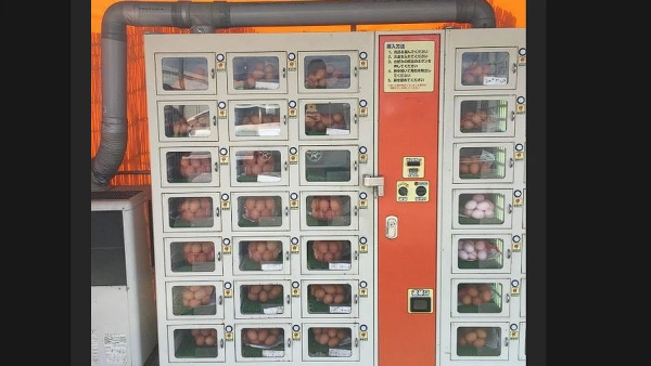 Vending Machine Untuk Jualan Telur