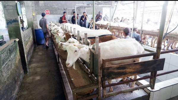 Peternakan kambing perah di Bhumi Nararya Farm, Sleman, Yogyakarta.